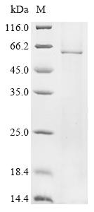 Greater than 85% as determined by SDS-PAGE.