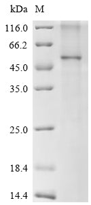 Greater than 85% as determined by SDS-PAGE.