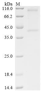 Greater than 85% as determined by SDS-PAGE.