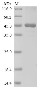 Greater than 85% as determined by SDS-PAGE.