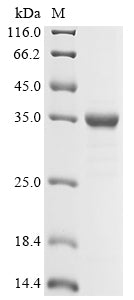 Greater than 85% as determined by SDS-PAGE.