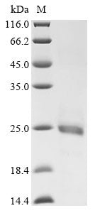 Greater than 90% as determined by SDS-PAGE.