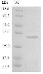 Greater than 90% as determined by SDS-PAGE.