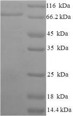 Greater than 90% as determined by SDS-PAGE.