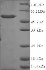 Greater than 90% as determined by SDS-PAGE.