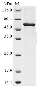 Greater than 85% as determined by SDS-PAGE.