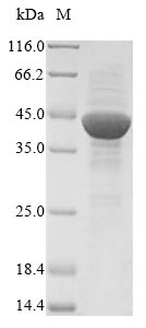 Greater than 85% as determined by SDS-PAGE.