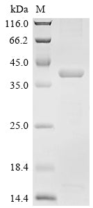 Greater than 85% as determined by SDS-PAGE.