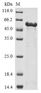 Greater than 85% as determined by SDS-PAGE.