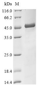 Greater than 85% as determined by SDS-PAGE.