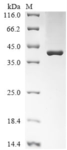 Greater than 85% as determined by SDS-PAGE.