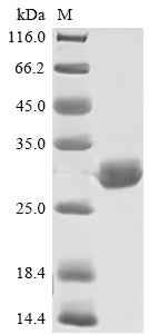 Greater than 85% as determined by SDS-PAGE.