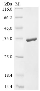 Greater than 90% as determined by SDS-PAGE.