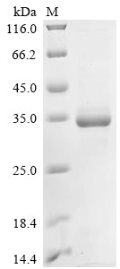 Greater than 85% as determined by SDS-PAGE.