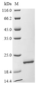 Greater than 85% as determined by SDS-PAGE.