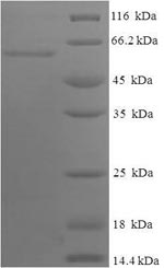 Greater than 90% as determined by SDS-PAGE.