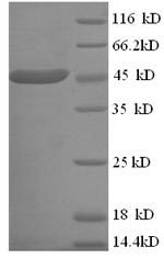 Greater than 90% as determined by SDS-PAGE.