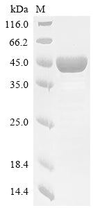 Greater than 85% as determined by SDS-PAGE.