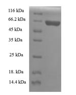 Greater than 90% as determined by SDS-PAGE.