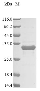 Greater than 85% as determined by SDS-PAGE.