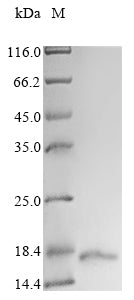 Greater than 85% as determined by SDS-PAGE.