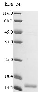 Greater than 85% as determined by SDS-PAGE.