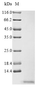 Greater than 90% as determined by SDS-PAGE.