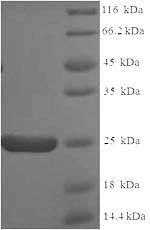 Greater than 90% as determined by SDS-PAGE.