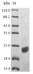 Greater than 90% as determined by SDS-PAGE.