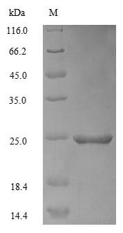 Greater than 90% as determined by SDS-PAGE.