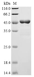 Greater than 85% as determined by SDS-PAGE.