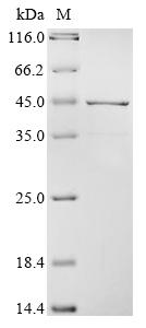 Greater than 85% as determined by SDS-PAGE.