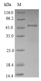 Greater than 90% as determined by SDS-PAGE.