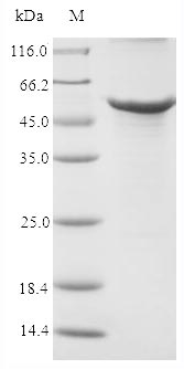 Greater than 90% as determined by SDS-PAGE.