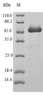 Greater than 90% as determined by SDS-PAGE.