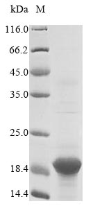 Greater than 85% as determined by SDS-PAGE.