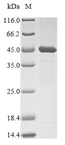 Greater than 85% as determined by SDS-PAGE.