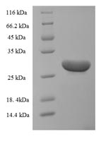 Greater than 90% as determined by SDS-PAGE.