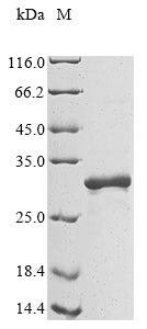 Greater than 90% as determined by SDS-PAGE.