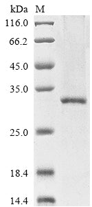 Greater than 85% as determined by SDS-PAGE.