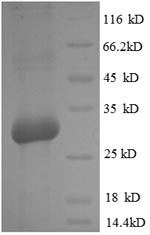 Greater than 90% as determined by SDS-PAGE.