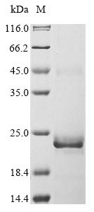 Greater than 90% as determined by SDS-PAGE.