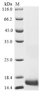 Greater than 90% as determined by SDS-PAGE.