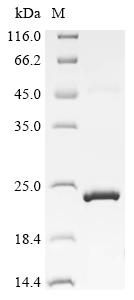 Greater than 90% as determined by SDS-PAGE.