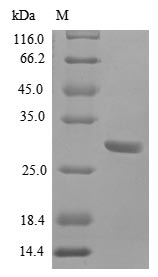 Greater than 85% as determined by SDS-PAGE.