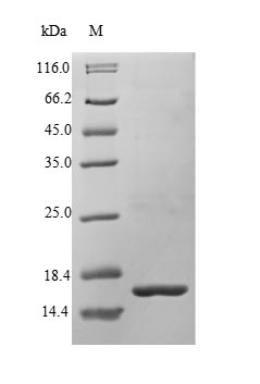 Greater than 90% as determined by SDS-PAGE.