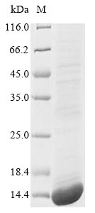 Greater than 85% as determined by SDS-PAGE.