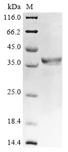 Greater than 85% as determined by SDS-PAGE.