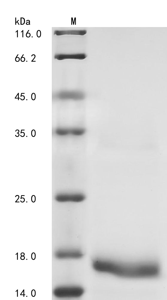 Greater than 90% as determined by SDS-PAGE.