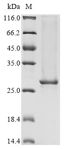 Greater than 90% as determined by SDS-PAGE.